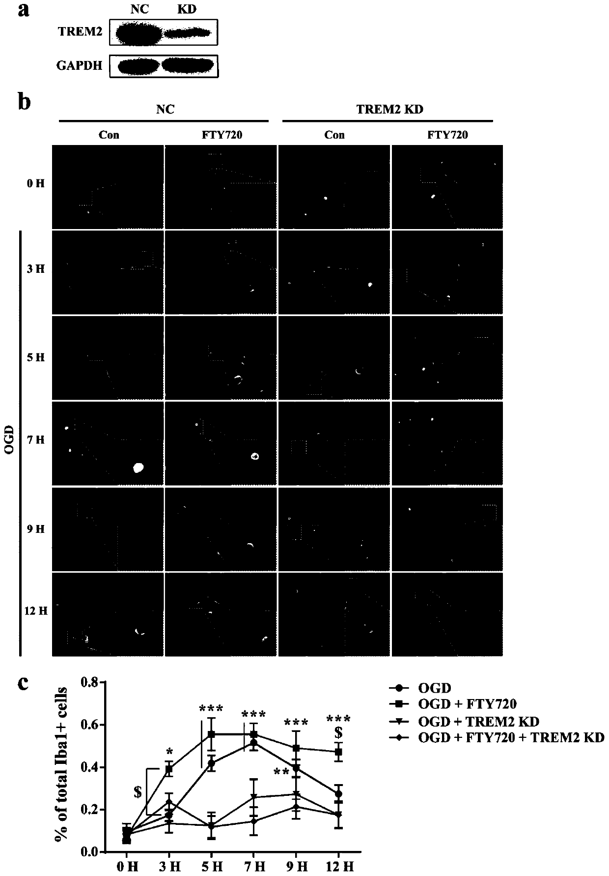 Application of FTY720-Phosphate in preparation of activating pharmacy of TREM2