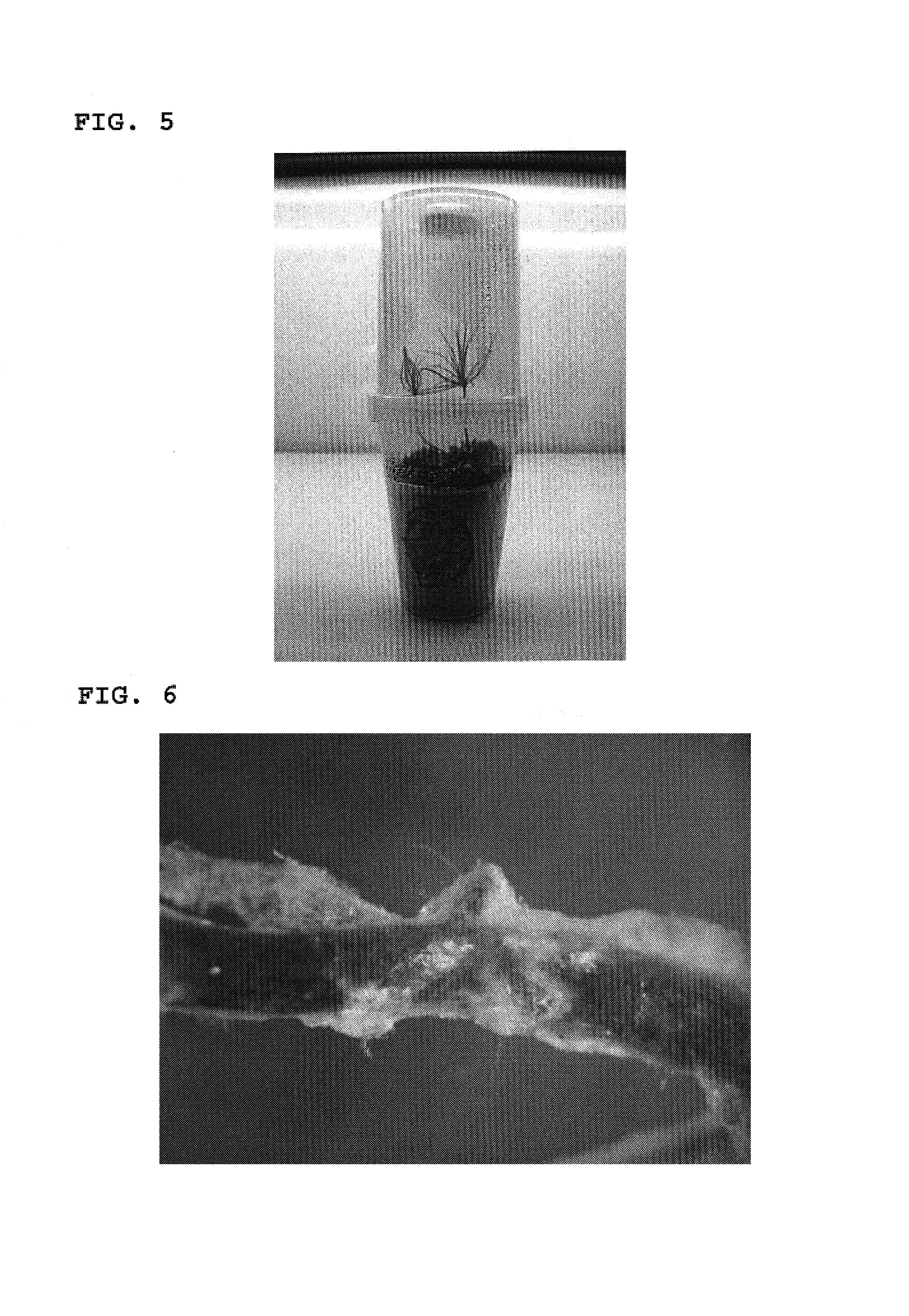 Method of preparing Tricholoma matsutake-infected young pine by coculturing aseptic pine seedlings and T. matsutake