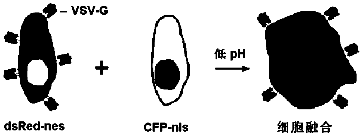 Vesicular stomatitis virus glycoprotein variant and construction method and application thereof