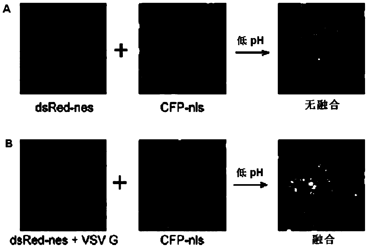 Vesicular stomatitis virus glycoprotein variant and construction method and application thereof