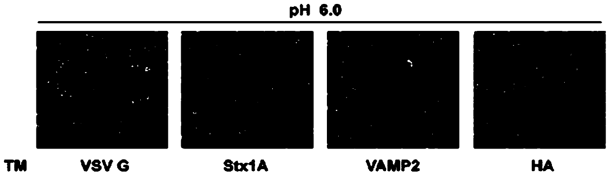 Vesicular stomatitis virus glycoprotein variant and construction method and application thereof