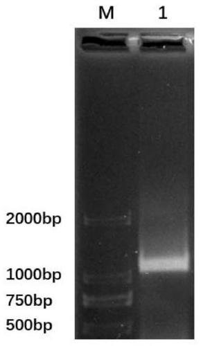 Avian pathogenicity escherichia coli type VI secretion system clpV gene deleted strain as well as construction method and application thereof