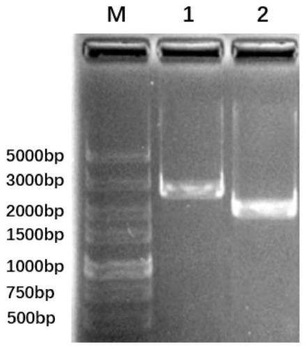 Avian pathogenicity escherichia coli type VI secretion system clpV gene deleted strain as well as construction method and application thereof