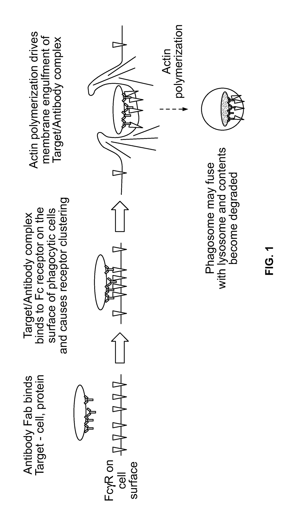 Antibody-dependent cell-mediated phagocytosis assay for reliably measuring uptake of aggregated proteins