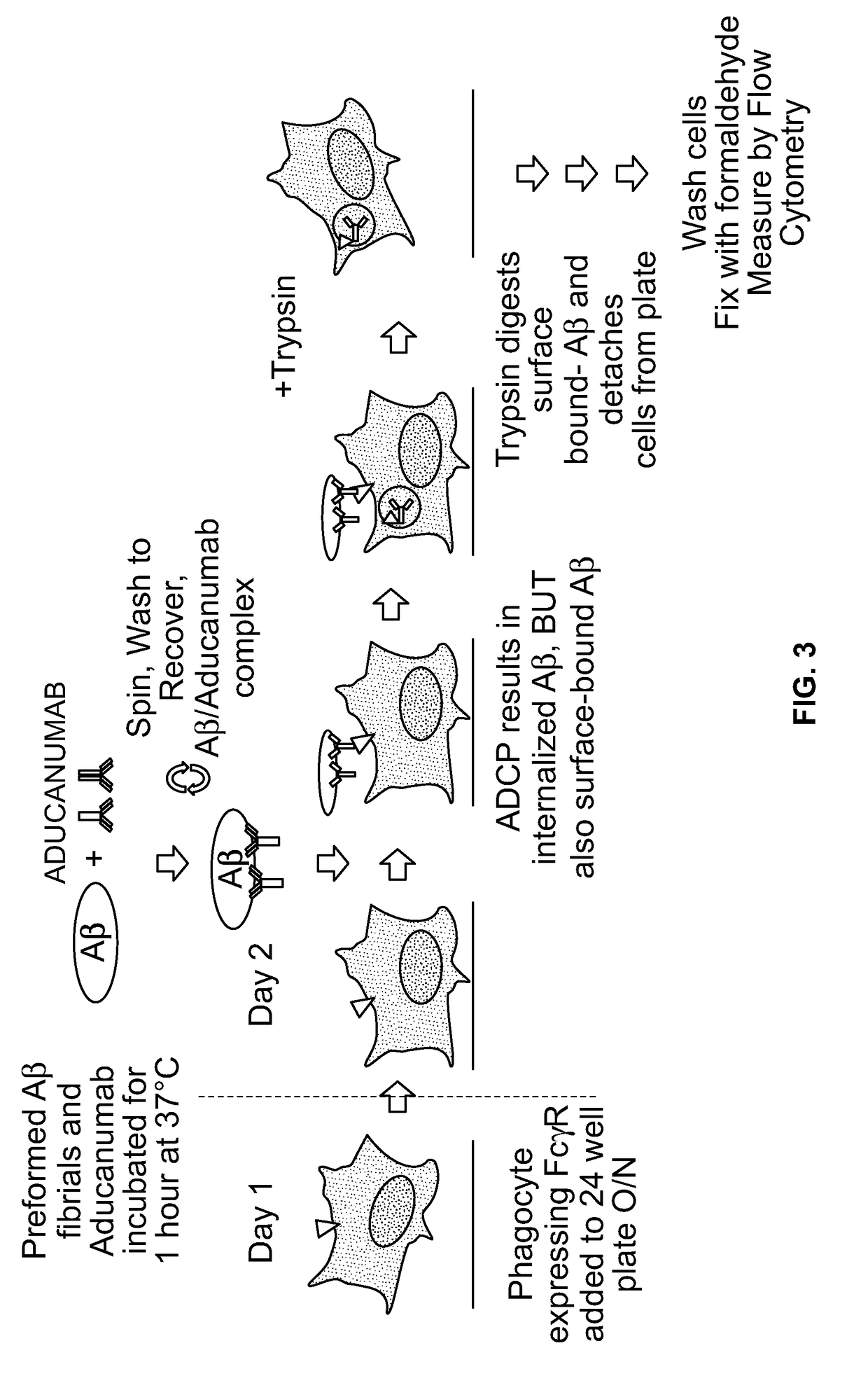 Antibody-dependent cell-mediated phagocytosis assay for reliably measuring uptake of aggregated proteins