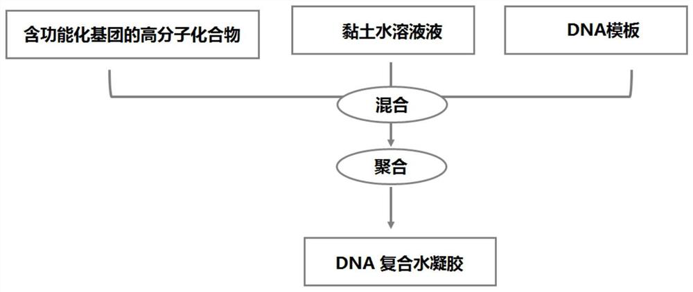 DNA composite hydrogel and preparation method thereof