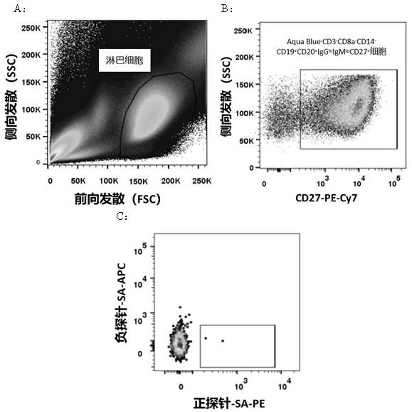 A fully human monoclonal antibody against novel coronavirus and its application