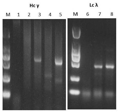 A fully human monoclonal antibody against novel coronavirus and its application