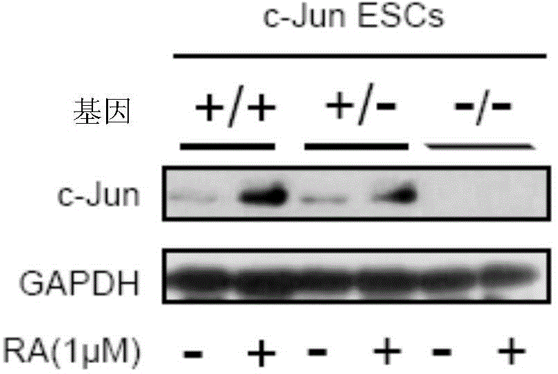 Method for preparing induced pluripotent stem cells as well as composition used in method and application of composition