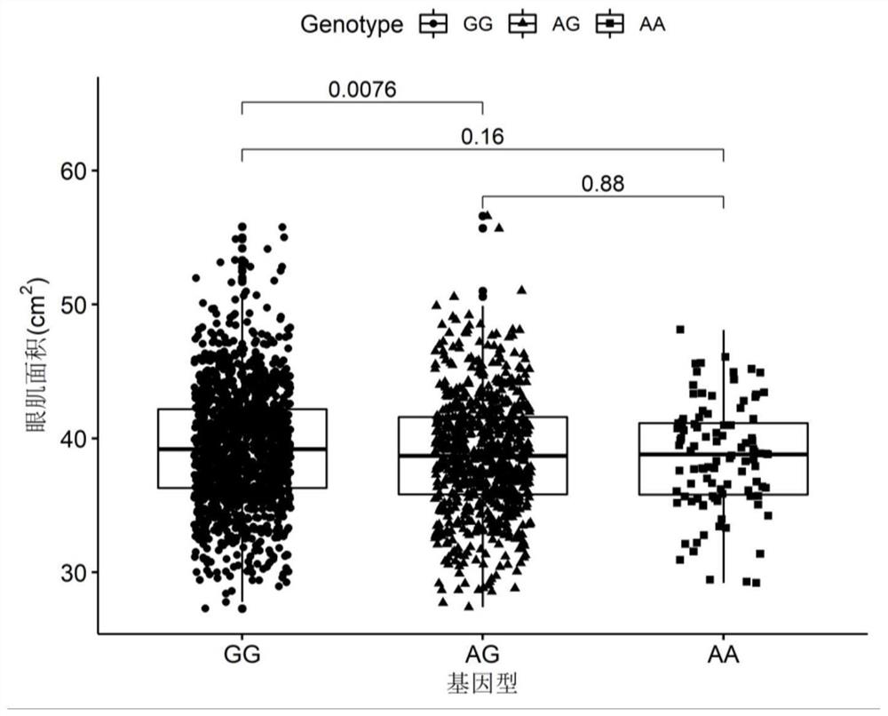 SNP molecular markers on pig chromosome 7 related to eye muscle area and eye muscle thickness and their application