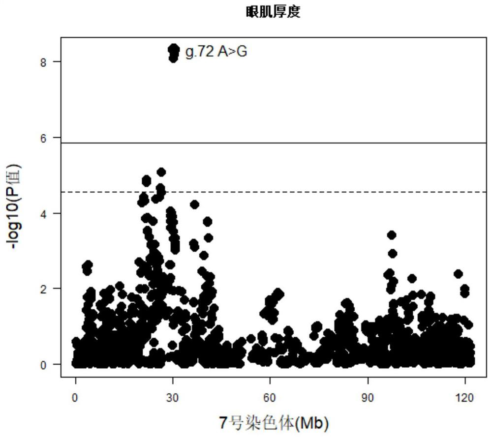 SNP molecular markers on pig chromosome 7 related to eye muscle area and eye muscle thickness and their application