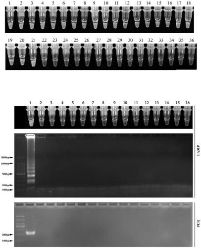 Application of specific sequence of subspecies of leptosphaeria biglobosa to detection of leptosphaeria biglobosa