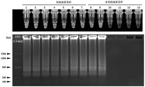 Application of specific sequence of subspecies of leptosphaeria biglobosa to detection of leptosphaeria biglobosa