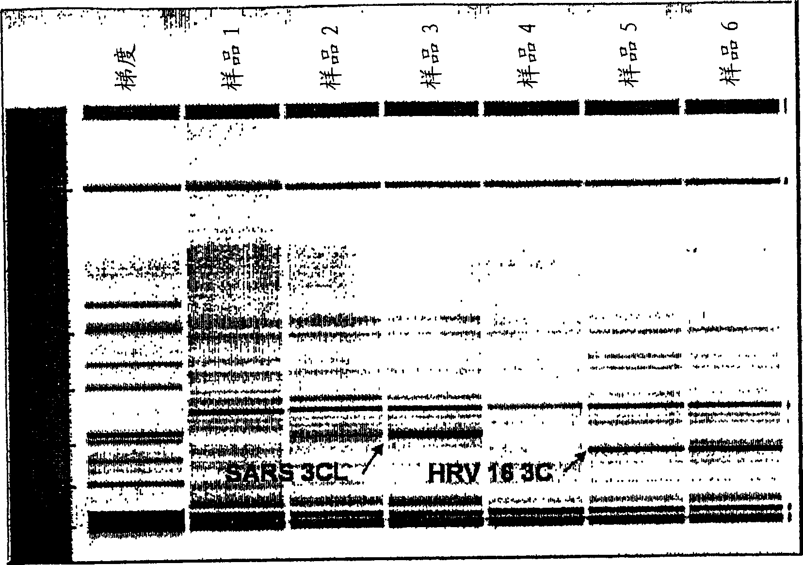 Compositions and methods using same for the detection of viruses