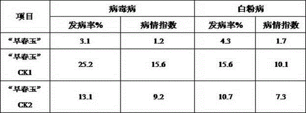 Zucchini Germination and High Efficiency Cultivation Method