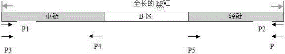 Zone B partially-deleted type recombinant human blood coagulation factor VIII