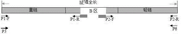 Zone B partially-deleted type recombinant human blood coagulation factor VIII