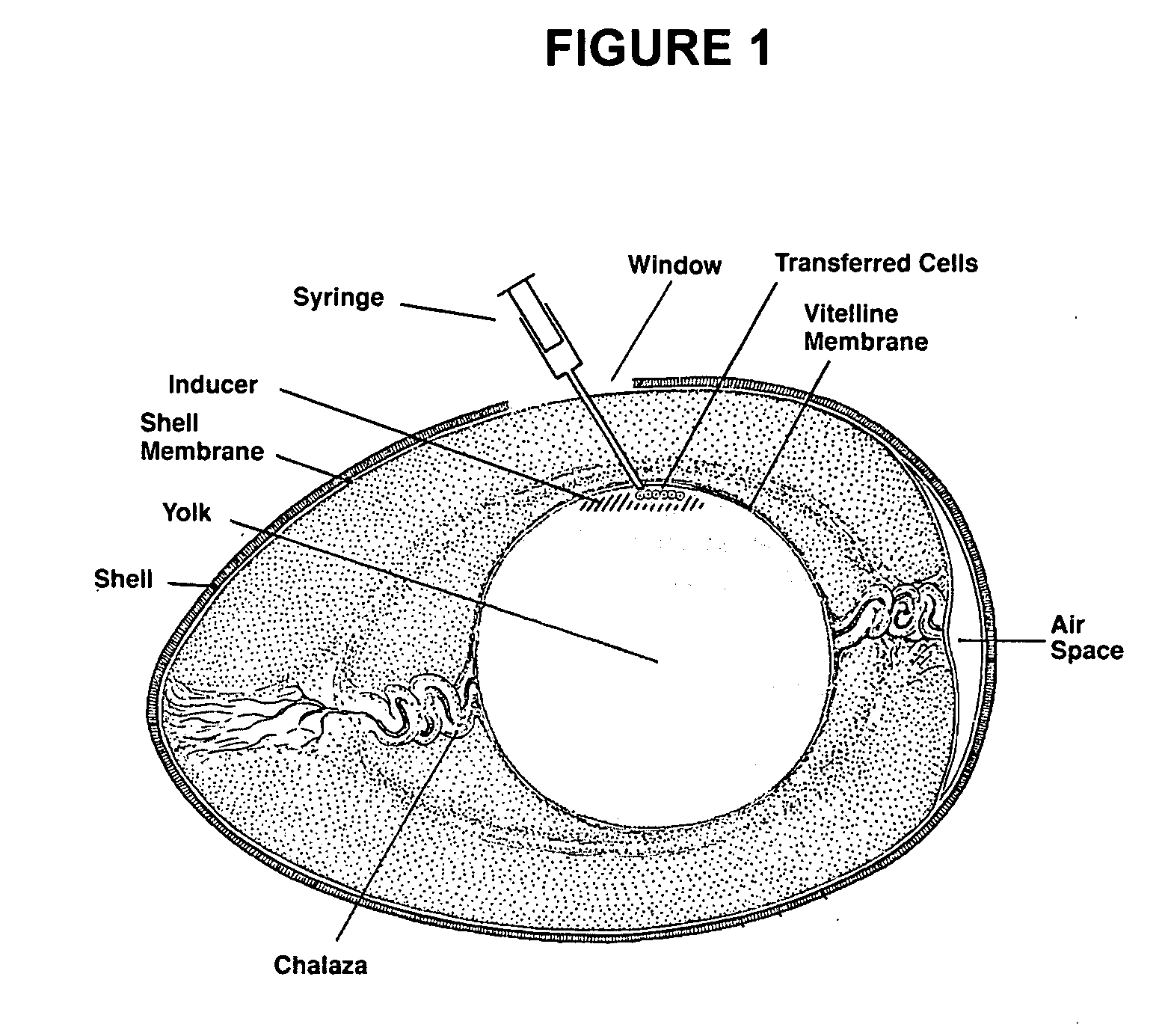 Novel culture systems for ex vivo development