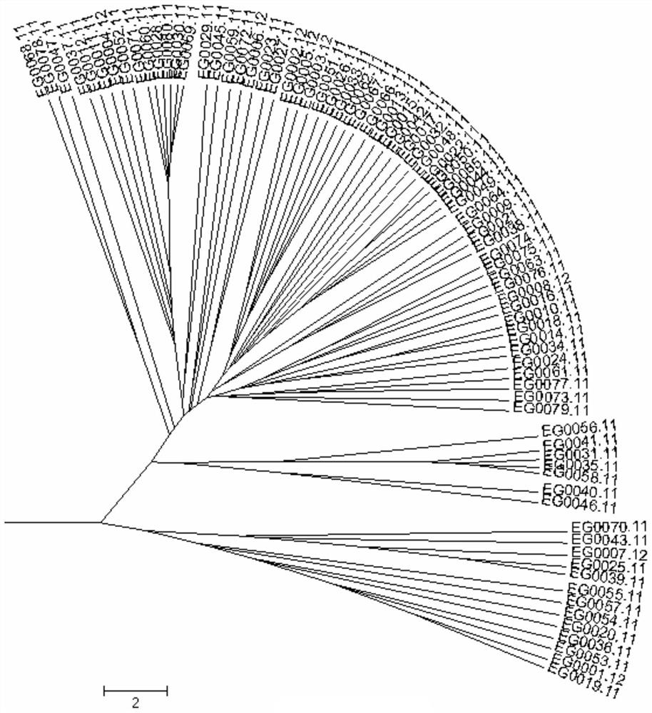 MNP core primer combination for eggplant DNA variety molecular identification and application thereof