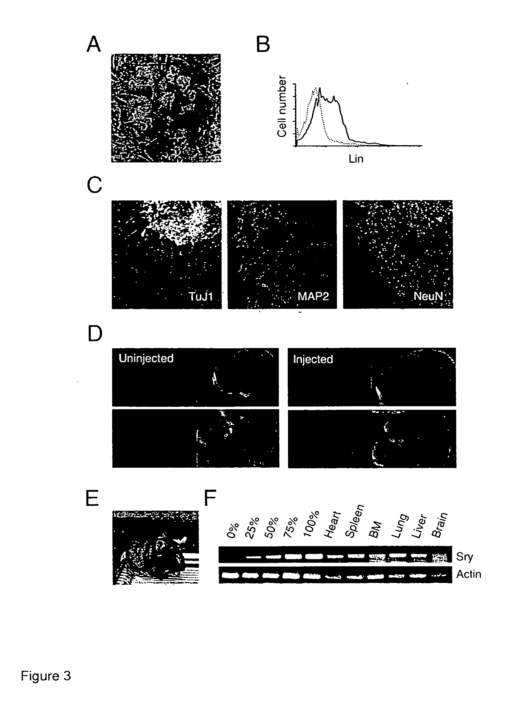 Feeder layer and serum independent embryonic stem cells