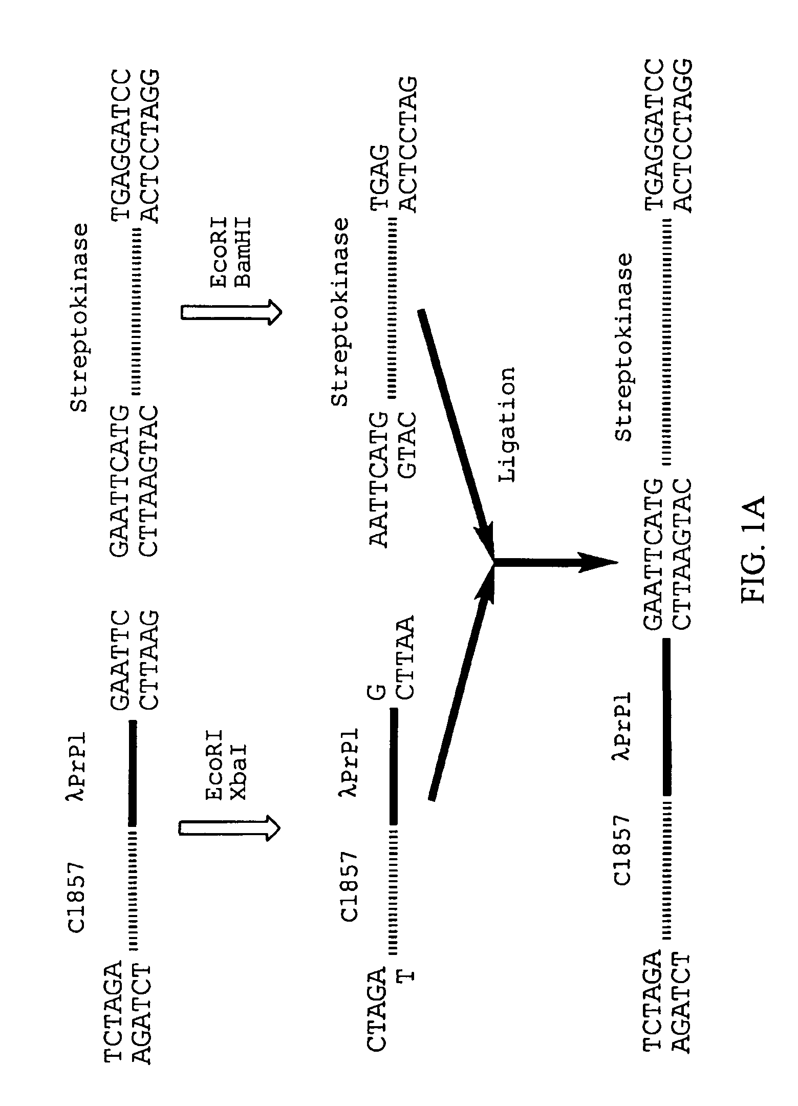 Recombinant streptokinase