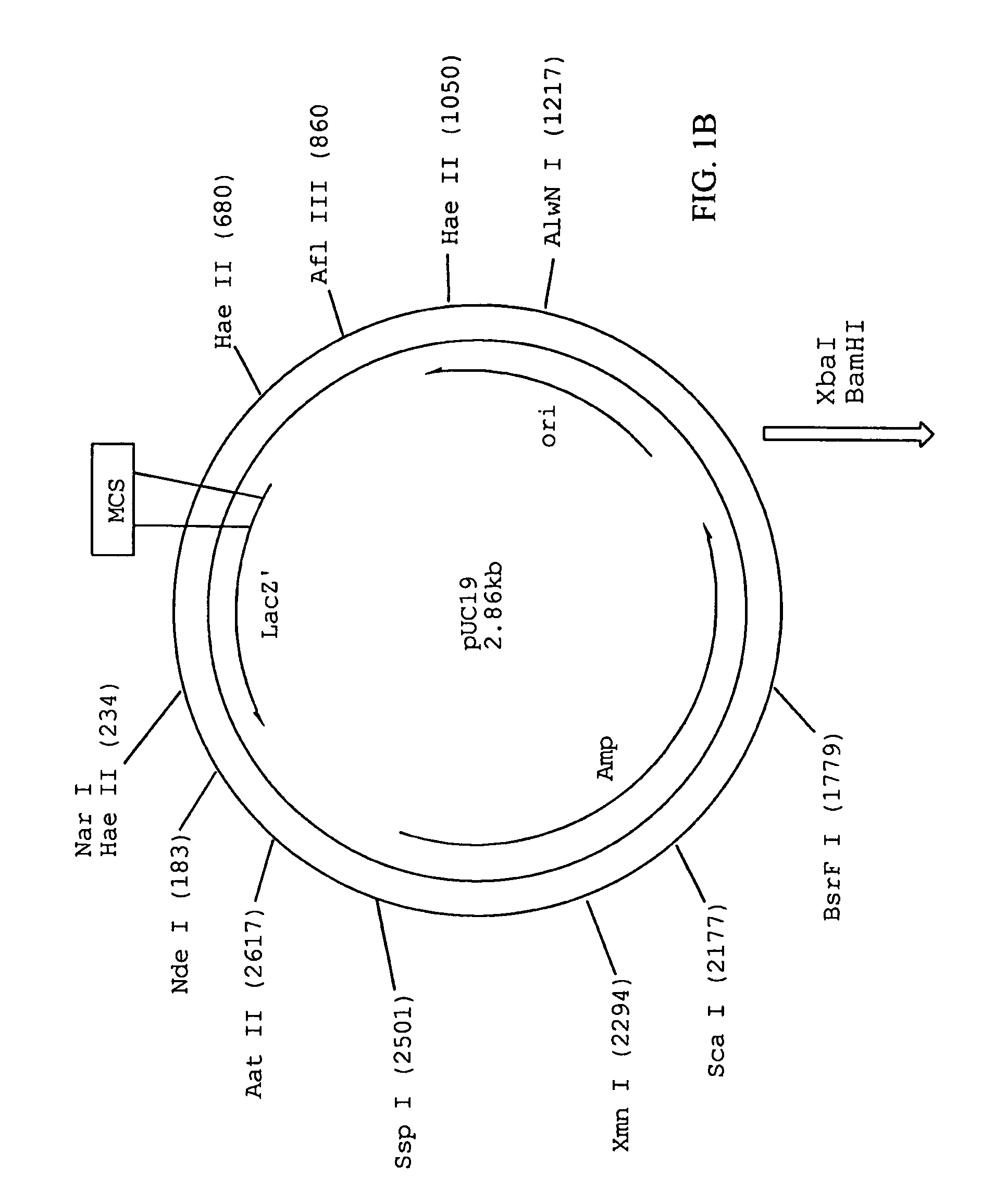 Recombinant streptokinase