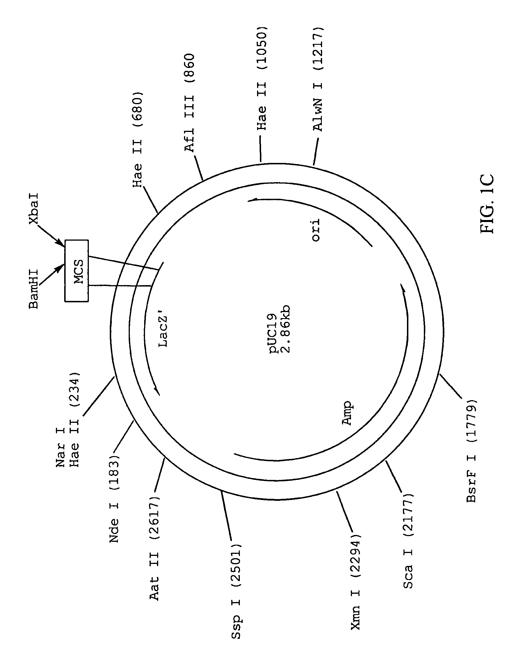 Recombinant streptokinase