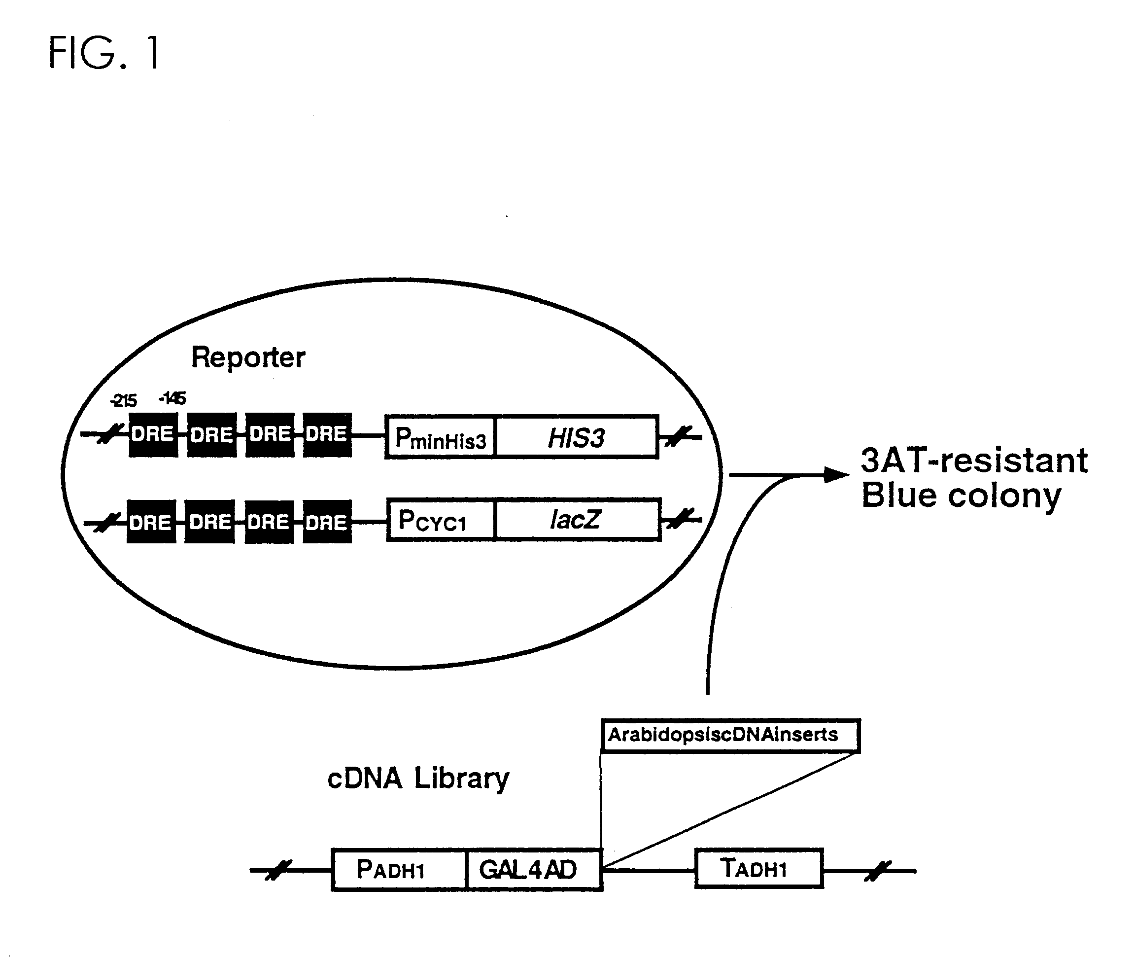 Environmental stress-tolerant plants