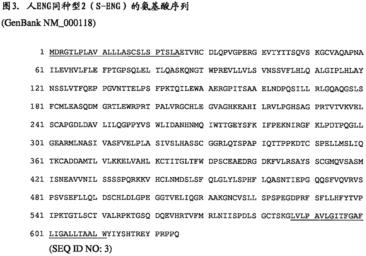 Endoglin polypeptides and uses thereof