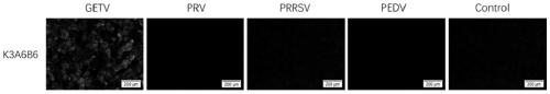 Hybridoma cell strain, getah virus distinguishing monoclonal antibody secreted from hybridoma cell strain, and application