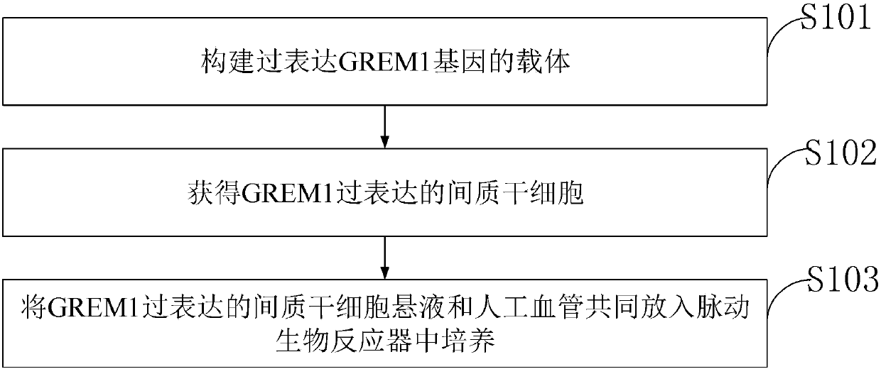 Preparation method of artificial blood vessel covered by gene editing mesenchymal stem cell