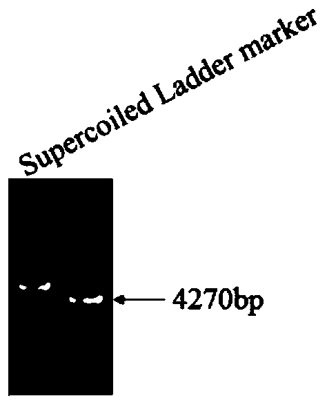 PS transposon system and mediated gene transfer method thereof