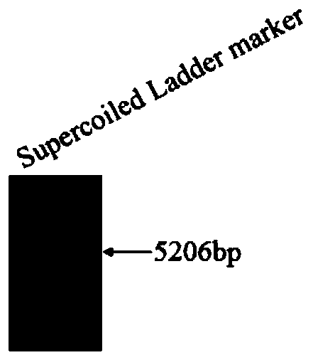 PS transposon system and mediated gene transfer method thereof