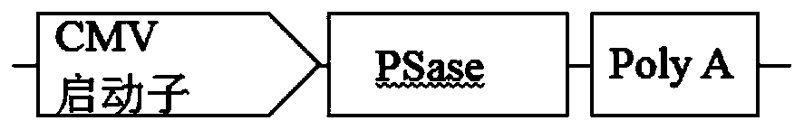 PS transposon system and mediated gene transfer method thereof