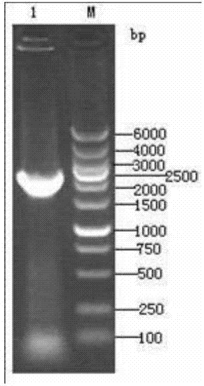 Recombinant salmonella SL7207 (pVAXD-N-Sa)