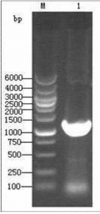 Recombinant salmonella SL7207 (pVAXD-N-Sa)