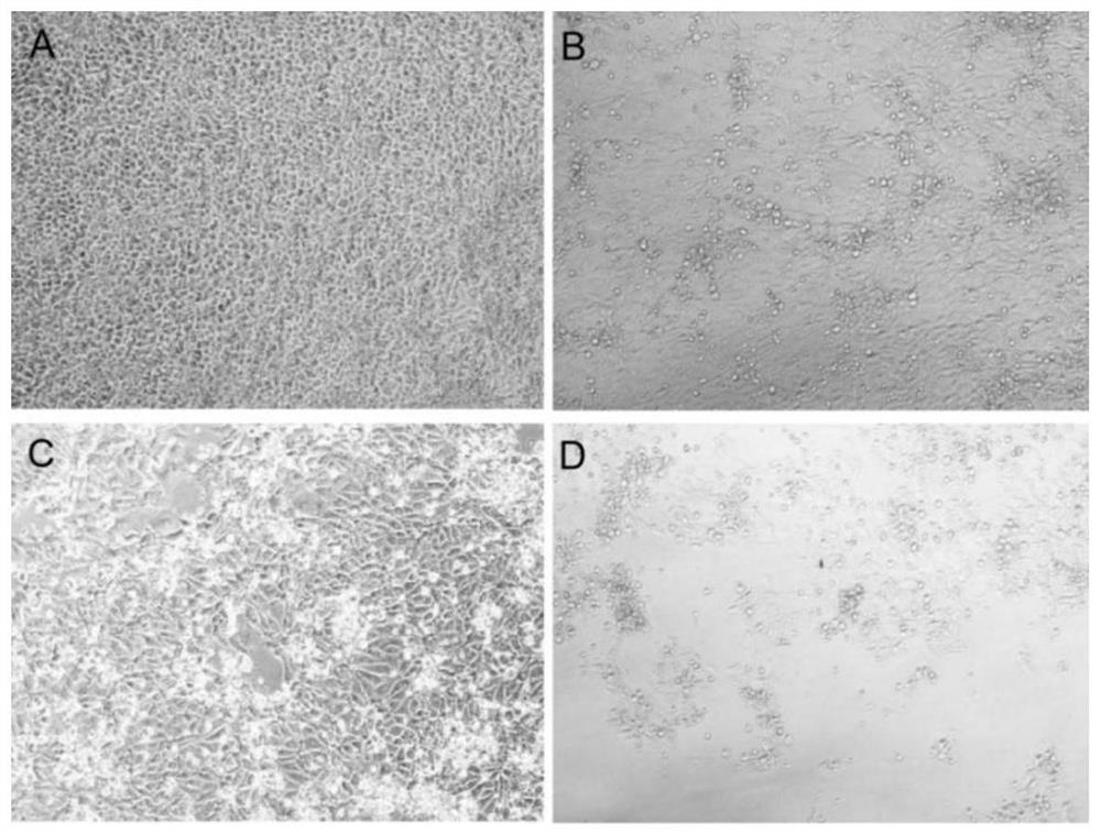 Synchronous activation of transcriptional activity of multiple porcine endogenous stem cell factors using tandem sgRNAs