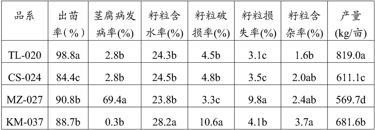 Field screening method for density-tolerant high-yield maize strain suitable for mechanical kernel reaping