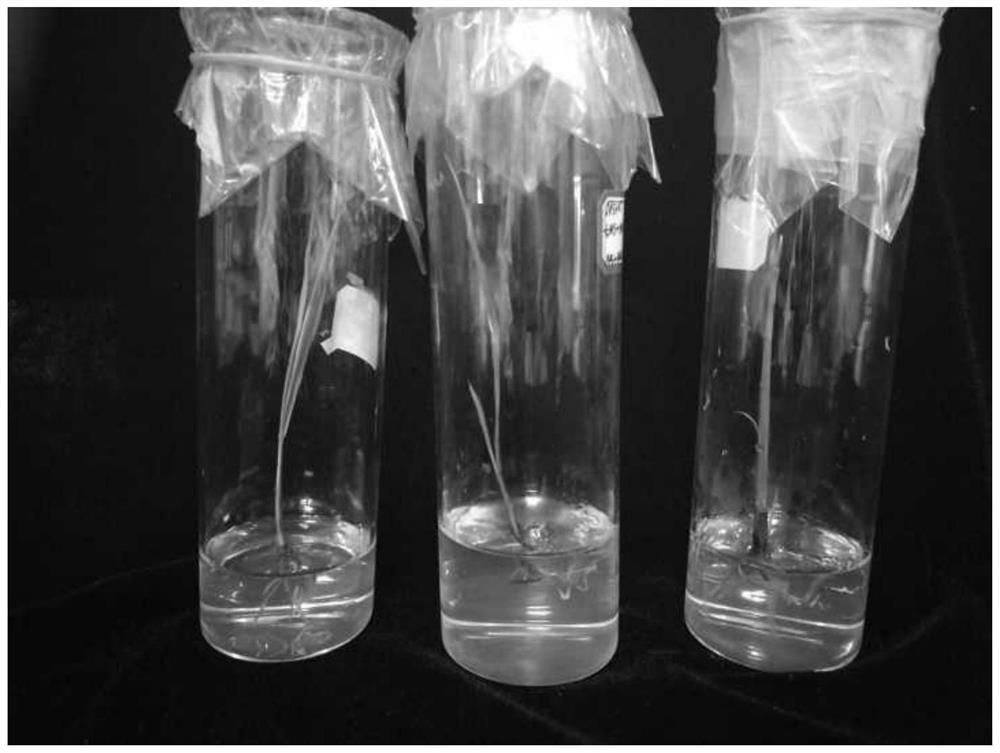 Tissue culture method and medium used for direct seedling growth of Zizania zaziza officinalis seed embryo