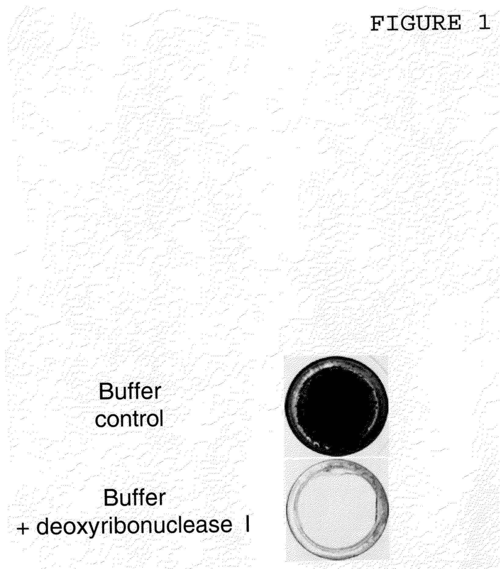 Compositions and methods for the treatment and prevention of infections caused by staphylococcus aureus bacteria