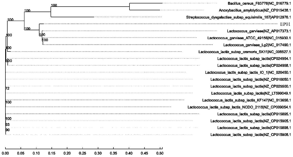 Eclipta prostrate endophytic bacteria, eclipta prostrate composition and application of eclipta prostrate endophytic bacteria and eclipta prostrate composition