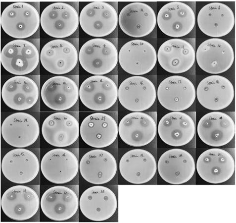 Isolation and purification of a hydrolyzed milk allergy source beta-lactoglobulin protease