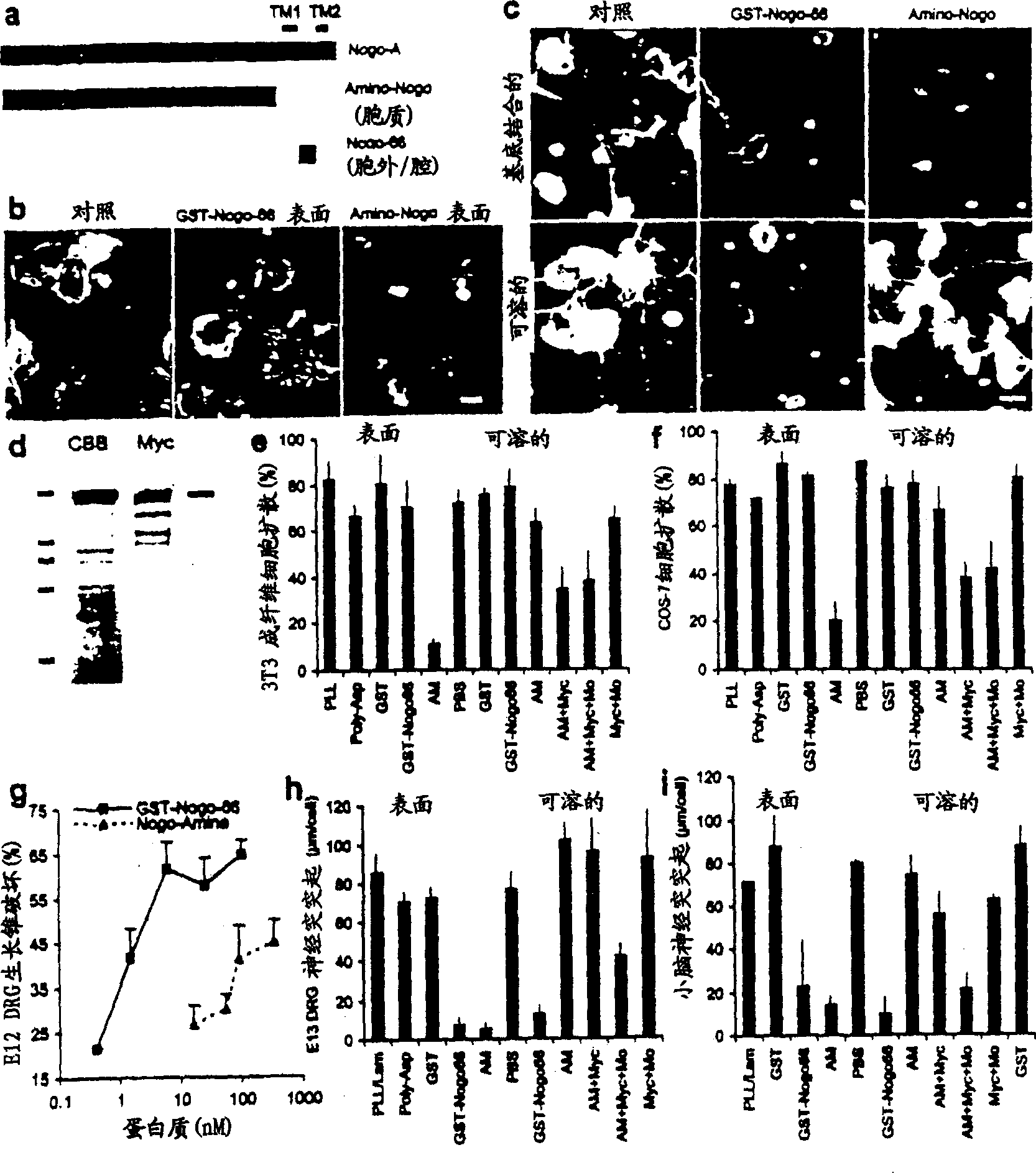 NOGO receptor-mediated blockade of axonal growth