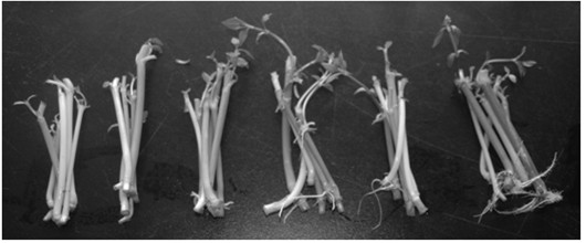 Application of berberine as herbicide