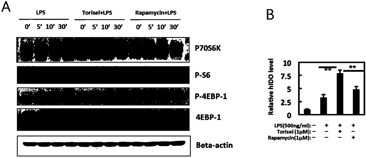 Preparation method and application of tolerogenic dendritic cells capable of keeping stability in inflammatory environment