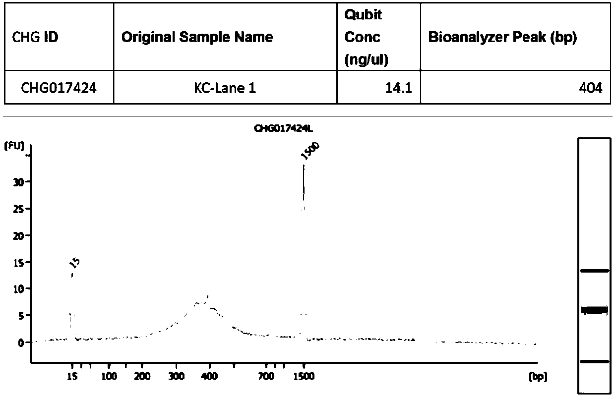 Absolute quantitative transcriptome library construction method based on specific recognition sequence