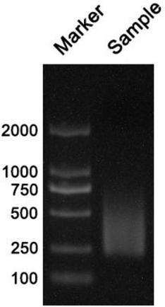 Absolute quantitative transcriptome library construction method based on specific recognition sequence