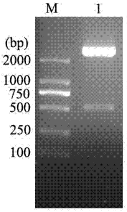 A kind of recombinant trail protein and its preparation method and application