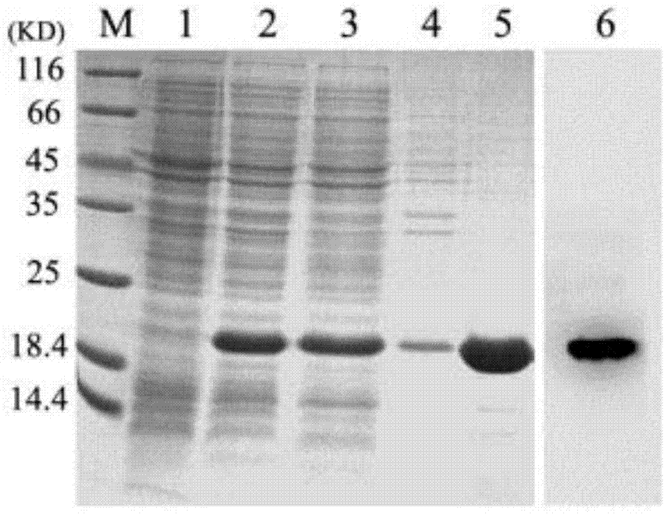 A kind of recombinant trail protein and its preparation method and application