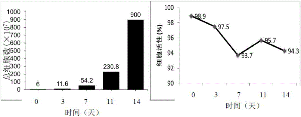 In vitro induction amplification, freeze preservation and anabiosis method of immune cells